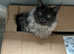 Maine Coon Stud duties GCCF &TICA registered