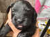 Miniature f1b Cockapoo Puppies