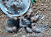 Brachypelma smithi - Mexican Redknee Tarantula
