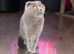 Scottish fold girl