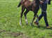 Welsh section c filly