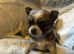 Chihuahua puppie 3 girls 1 boy