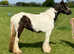 12hh cob mare