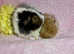 3 Hairy Popper Pairs available