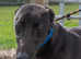 Lovely Greyhounds Looking for Homes