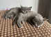 Russian blue mix