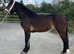 Filly to make 14.3hh