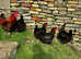 BLACK COPPER MARAN HATCHING EGGS