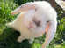 1 year old mini lop male