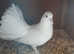 Pigeons for sale
