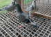 Racing pigeon