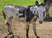 Loving donkeys jennys and geldings 10hh plus