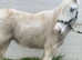 Yearling blue and white cob