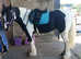 13.3 Mare £2500