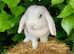 Mini lop
