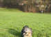 Yorkie rusell puppies