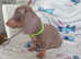 Cute little mini dachshund puppies for sale