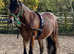 Beautiful 4yr old mare