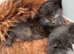 Cute kittens looking for a forever, loving home
