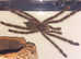 MM Phormictopus Auratus and MM Poecilotheria Subfusca Lowland