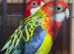 Golden rosella pairs Glasgow