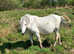 Grazing suitable for Section a ponies