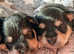 Meet our 4 Miniature Schnauzer purebred girls