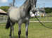 PRE Yearling Filly by Embrujo JL x Mosquetera VIII
