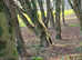 Dog Daycare & Secure Dog Walking Field