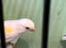Canaries for sale