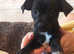 Chihuahua x Pug puppy. One boy left
