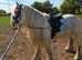 Heavy cob gelding