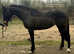 16hh dark bay mare 8yo