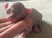 Sphynx elf kittens