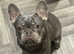 2 female French bulldogs