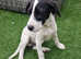 1 boy cockerjack looking for a loving home