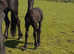 Studbook registered Friesian colt foal. Wibout 511