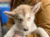German Shepherd cross Malamute Puppies