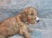Toy Irish Doodle Puppies PRA/PRCD Clear. 1st Vac Ready To Go!