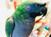 Beautiful baby Derbyan Talking Parrot