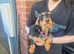 Lovely female dachsund cross terrier