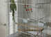 Indian ring neck parrot parakeet