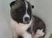 American Akita Puppies