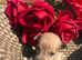 Stunning litter of 6 miniture jack russells