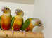 Stunning young pineapple conure parrot