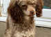 Merle Miniature Poodle Puppies Ready Now