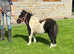 Hermits Buzz , Registered Piebald Shetland colt foal