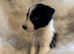 Reduced: Last smooth coated border collie puppy for sale