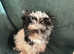 Small Biewer Terrier boys .DNA tested parents