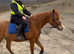 **PENDING* ** Stunning 15.3 hh Arab 4 year old gelding
